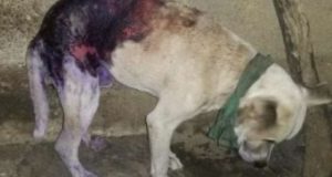 Cuba, quemar a un perro