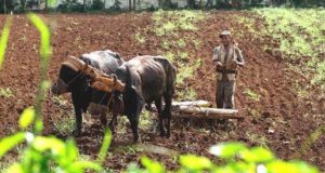 Por qué es ineficiente la agricultura cubana